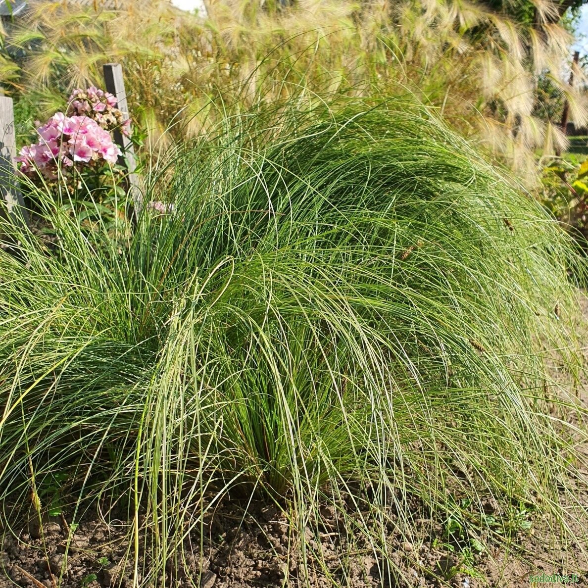 Viksva 'FROSTED CURLS' Viksva 'FROSTED CURLS'