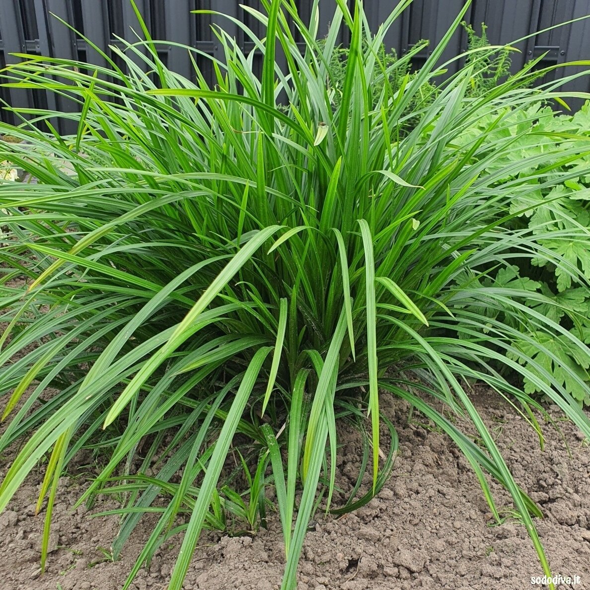 Viksva 'IRISH GREEN' Viksva 'IRISH GREEN'