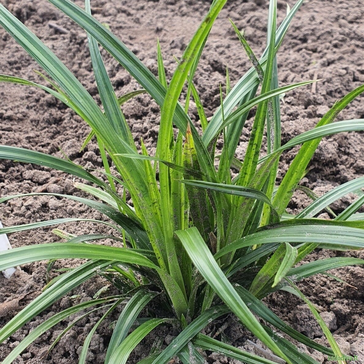 Viksva 'IRISH GREEN' 3 Viksva 'IRISH GREEN' 3