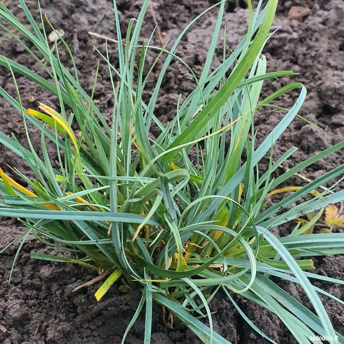 Viksva 'PAMIRA' 2 Viksva 'PAMIRA' 2