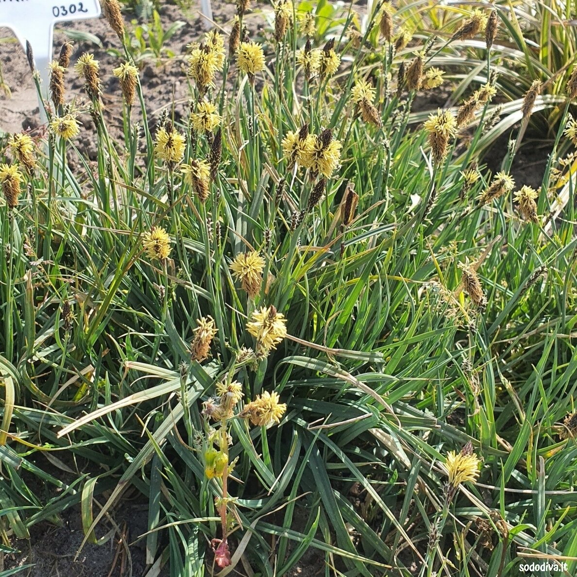 Viksva 'PAMIRA' 3 Viksva 'PAMIRA' 3