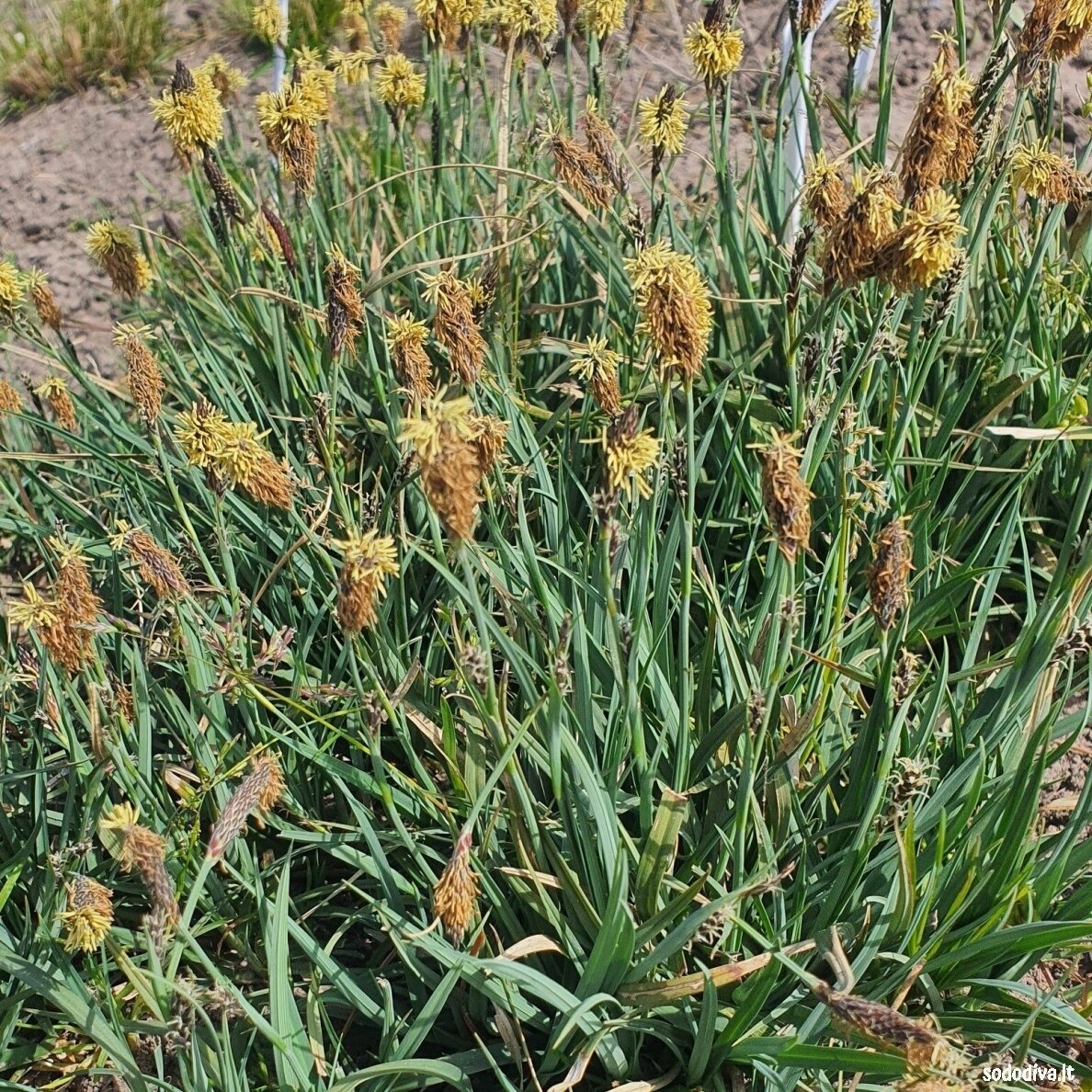 Viksva 'PAMIRA' 4 Viksva 'PAMIRA' 4