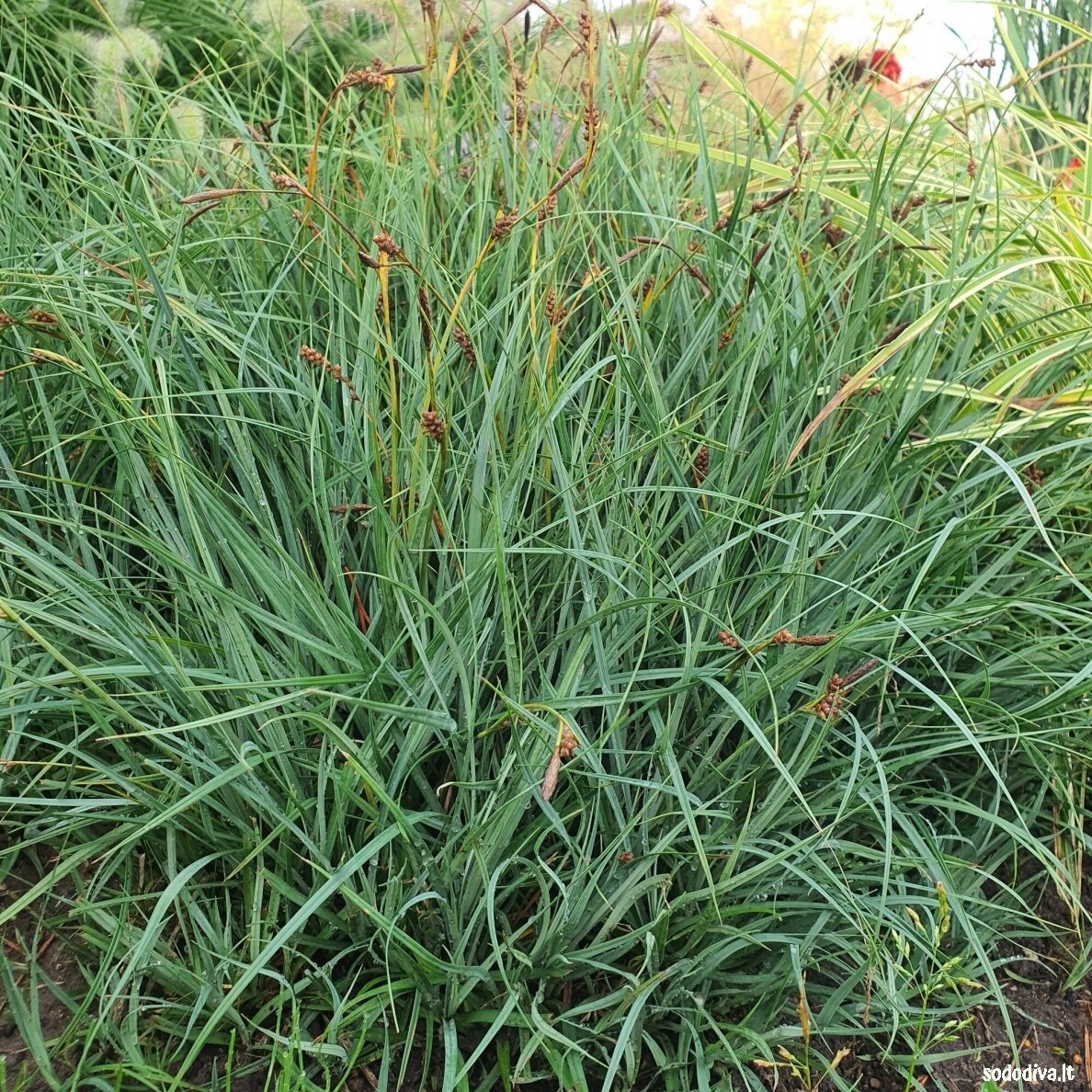 Viksva 'PAMIRA' 1 Viksva 'PAMIRA' 1