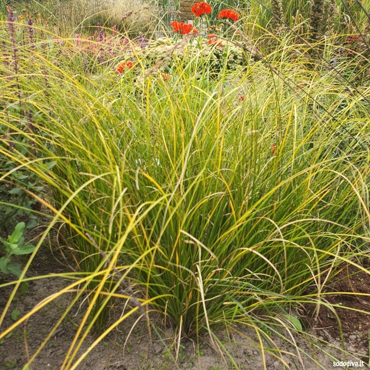 Viksva 'PHOENIX GREEN'