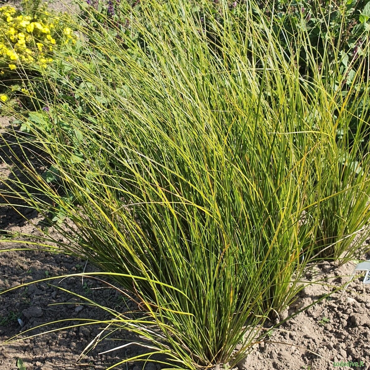 Viksva 'PHOENIX GREEN' 2