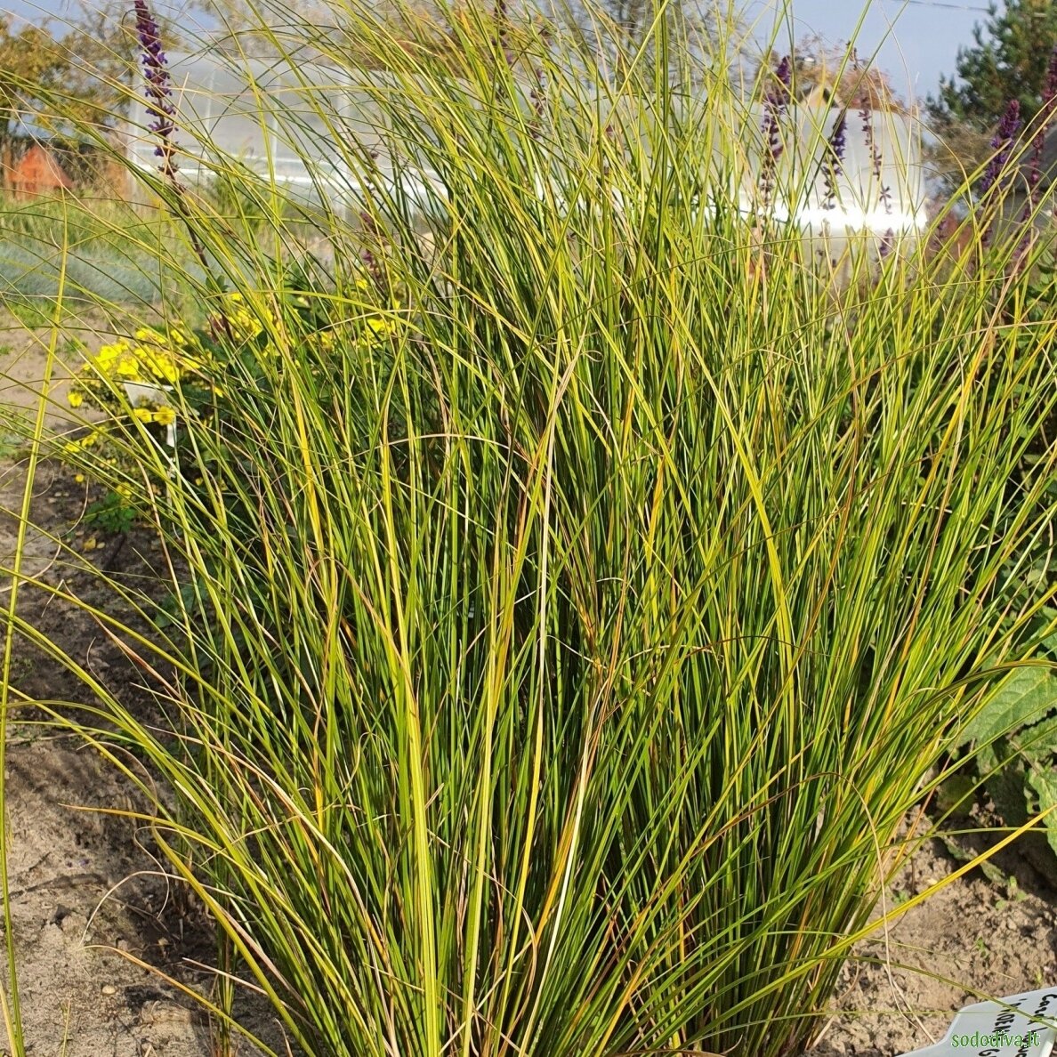 Viksva 'PHOENIX GREEN' 1