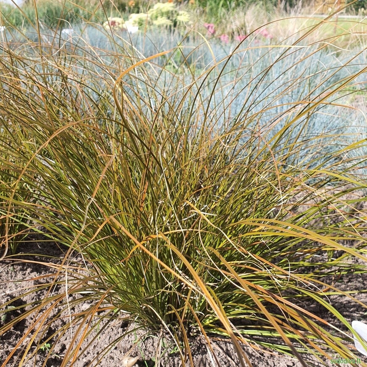 Viksva 'PRAIRIE FIRE' 2