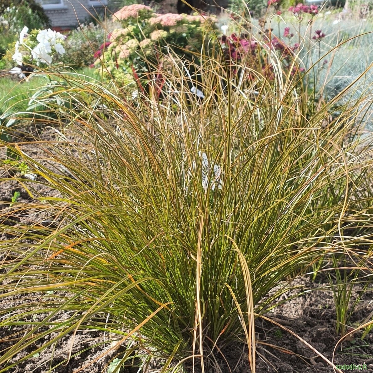 Viksva 'PRAIRIE FIRE' 1