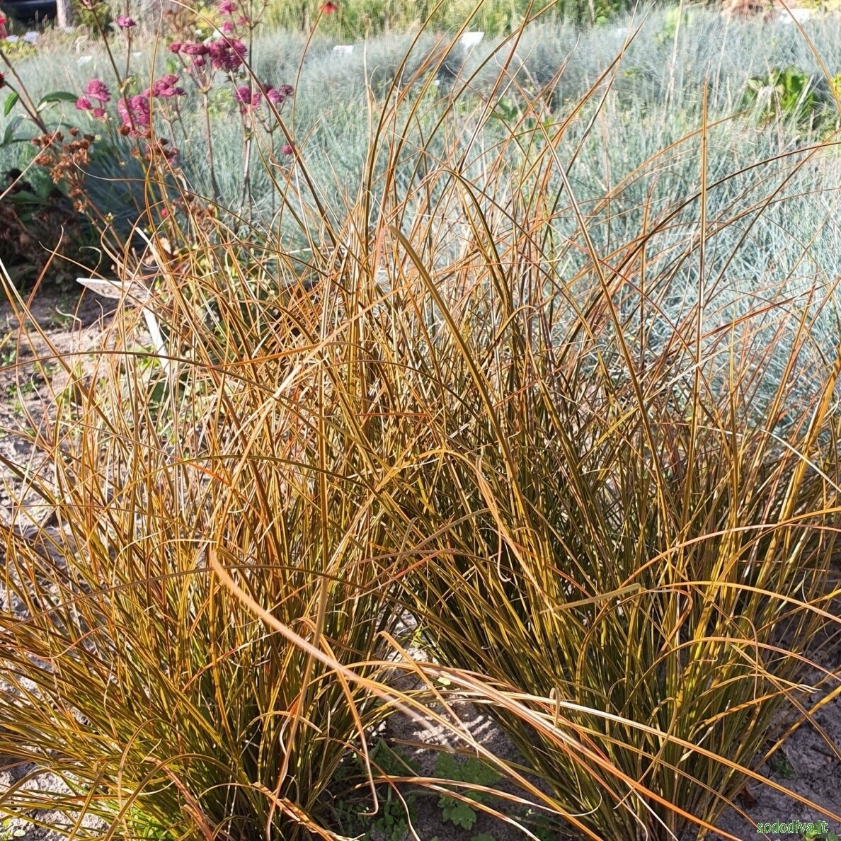 Viksva 'PRAIRIE FIRE'