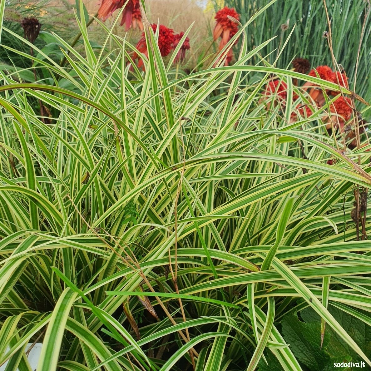 Viksva 'VANILLA ICE' Viksva 'VANILLA ICE'
