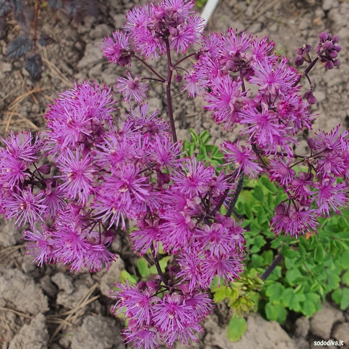 Vingiris ‘BLACK STOCKINGS‘ Vingiris ‘BLACK STOCKINGS‘