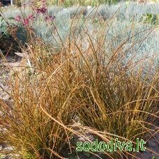 Viksva 'PRAIRIE FIRE' Viksva 'PRAIRIE FIRE'