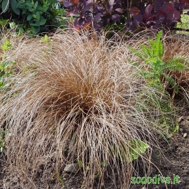 Viksva 'BRONZE FORM'