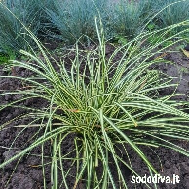Viksva 'EVERGOLD' Viksva 'EVERGOLD'