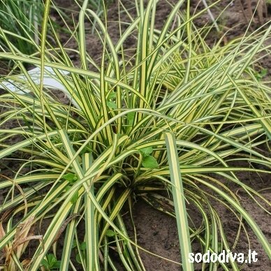 Viksva 'EVERGOLD' 1
