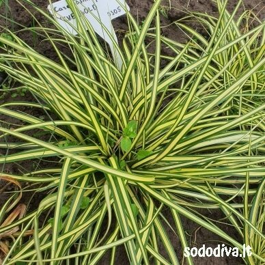 Viksva 'EVERGOLD' 2 Viksva 'EVERGOLD' 2