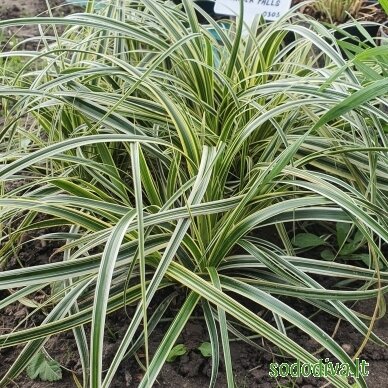 Viksva 'FEATHER FALLS'