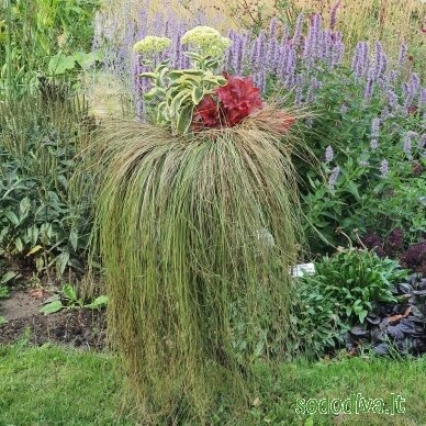 Viksva 'FROSTED CURLS' 2 Viksva 'FROSTED CURLS' 2