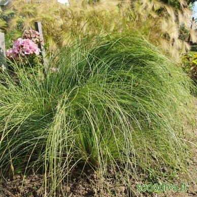 Viksva 'FROSTED CURLS' Viksva 'FROSTED CURLS'