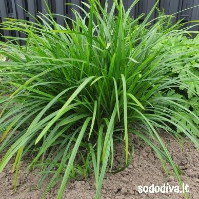 Viksva 'IRISH GREEN' Viksva 'IRISH GREEN'