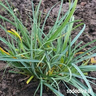 Viksva 'PAMIRA' 2 Viksva 'PAMIRA' 2