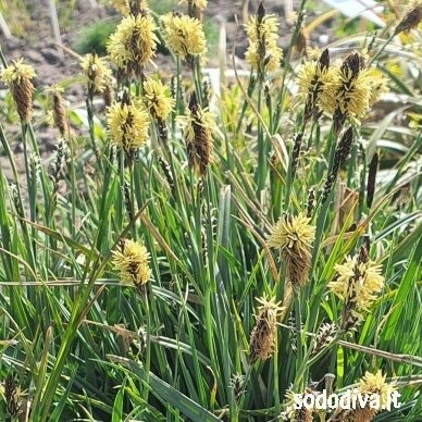 Viksva 'PAMIRA' Viksva 'PAMIRA'