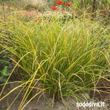 Viksva 'PHOENIX GREEN'