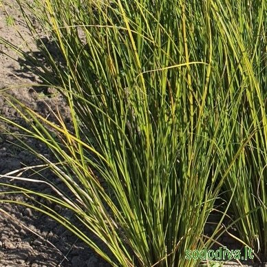 Viksva 'PHOENIX GREEN' 3