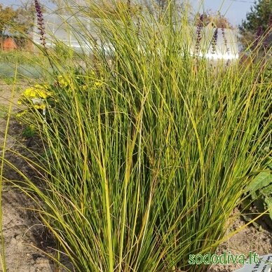Viksva 'PHOENIX GREEN' 1