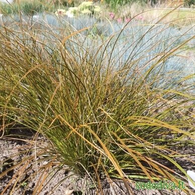 Viksva 'PRAIRIE FIRE' 2