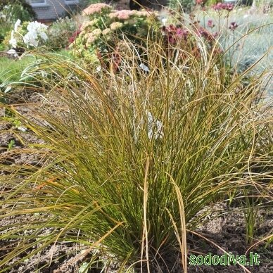Viksva 'PRAIRIE FIRE' 1 Viksva 'PRAIRIE FIRE' 1