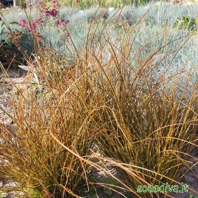 Viksva 'PRAIRIE FIRE' Viksva 'PRAIRIE FIRE'