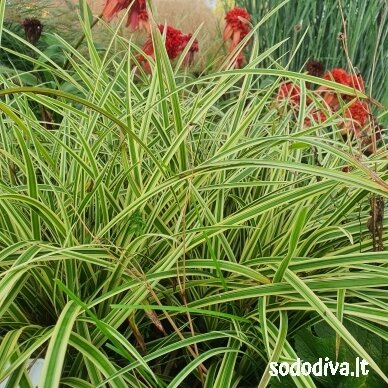Viksva 'VANILLA ICE' Viksva 'VANILLA ICE'