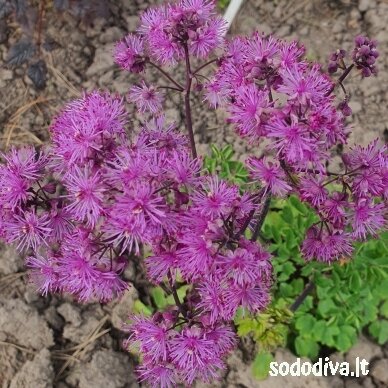 Vingiris ‘BLACK STOCKINGS‘ Vingiris ‘BLACK STOCKINGS‘