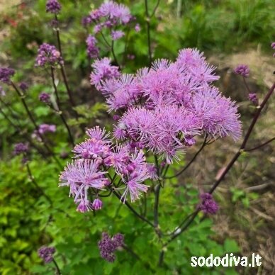 Vingiris ‘PINK‘