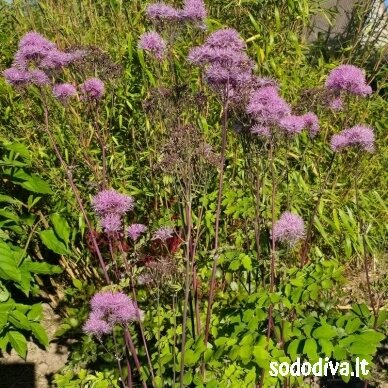 Vingiris ‘PINK‘ 2