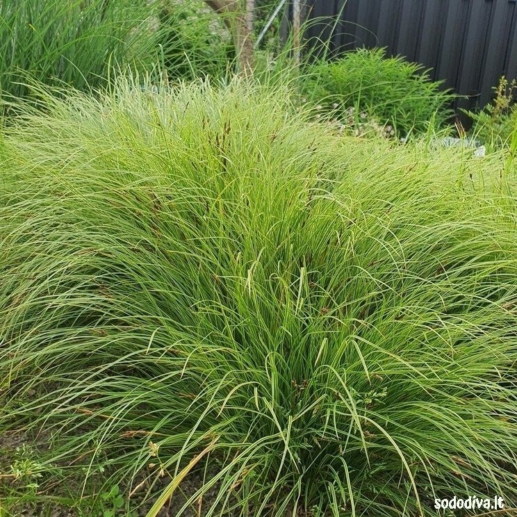 Viksva kalninė 'RAUREIF' Viksva kalninė 'RAUREIF'