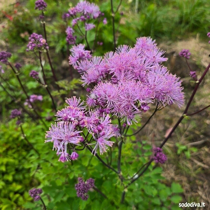 Vingiris ‘PINK‘