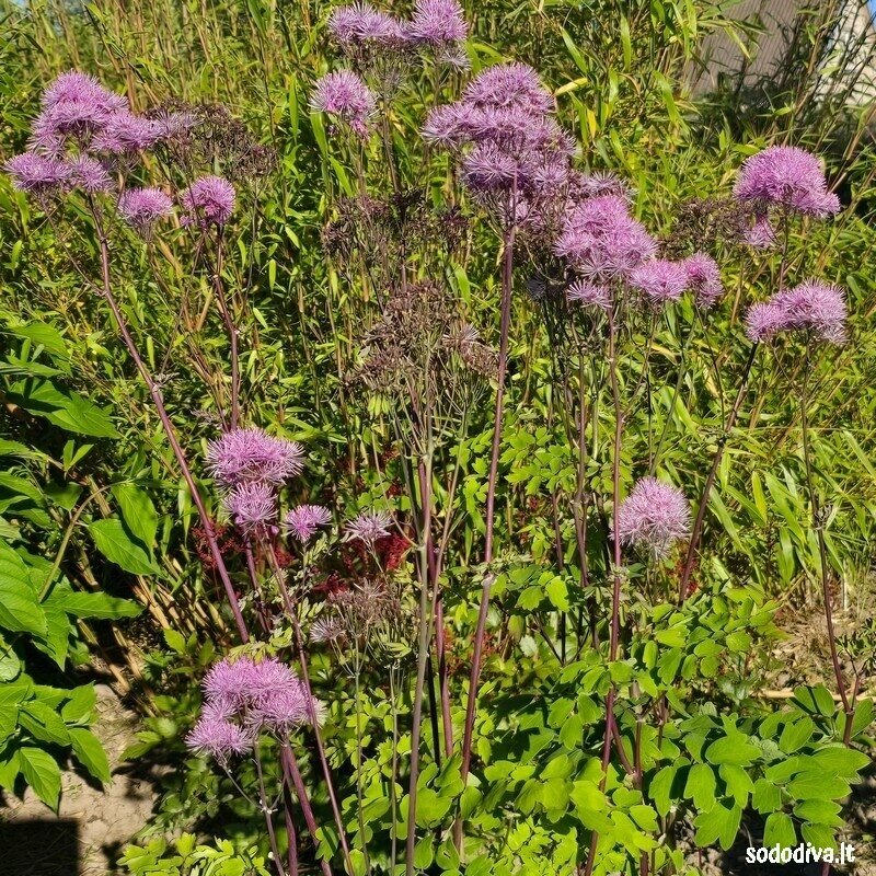Vingiris ‘PINK‘ 2