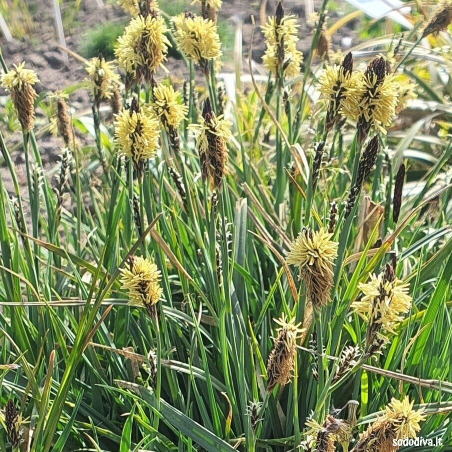 Viksva 'PAMIRA' Viksva 'PAMIRA'