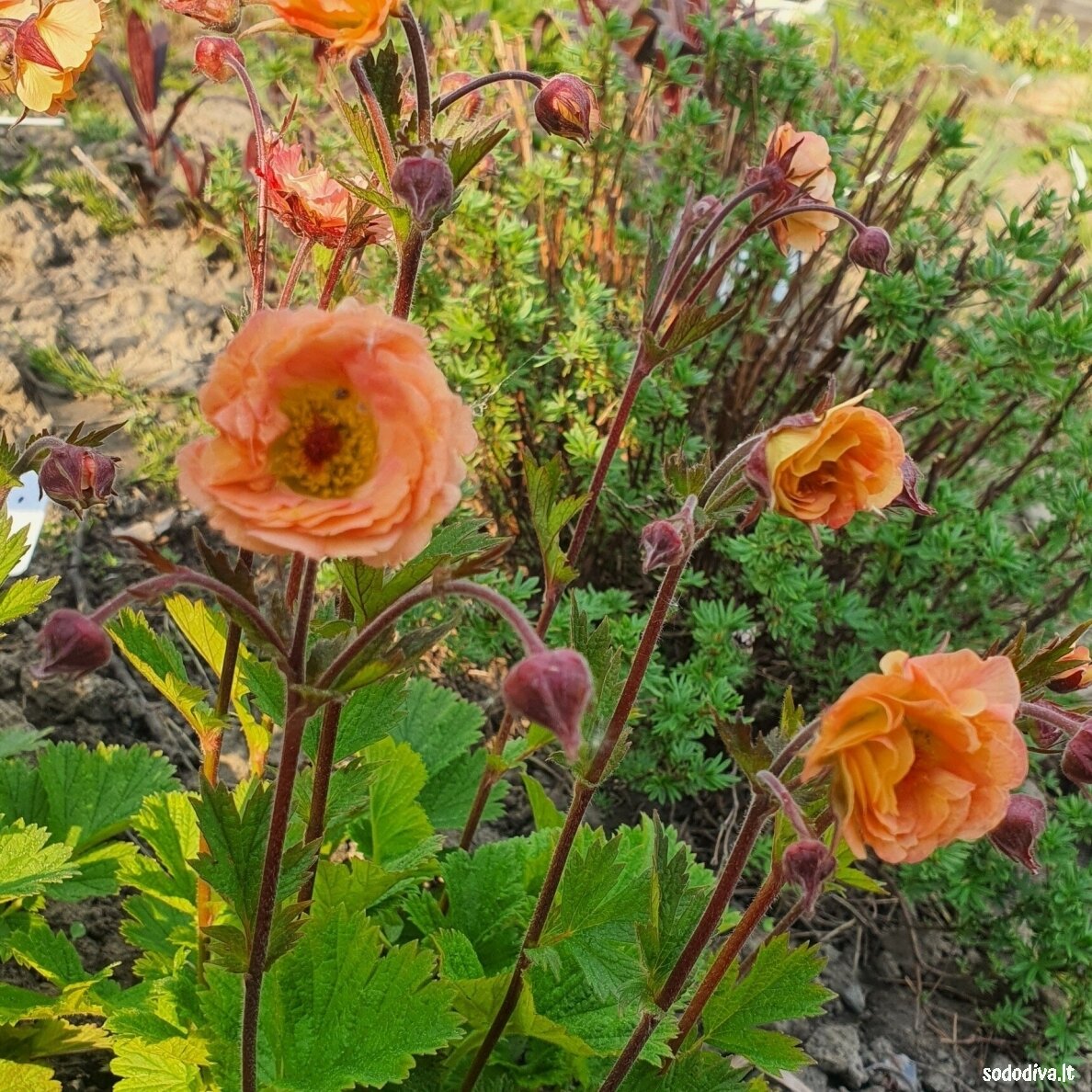 Žiognagė ‘CORAL PEARL‘ 1 Žiognagė ‘CORAL PEARL‘ 1
