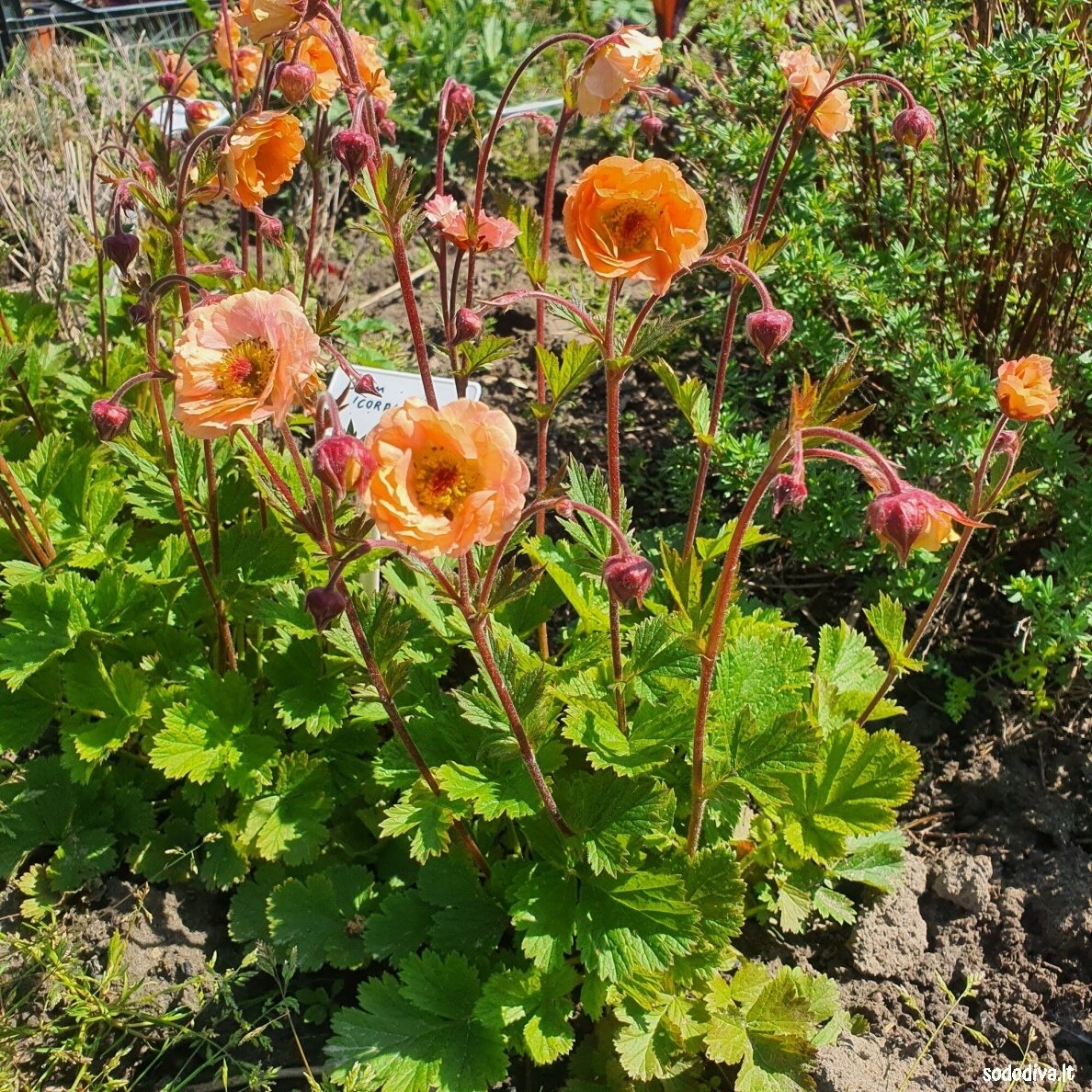 Žiognagė ‘CORAL PEARL‘ 2 Žiognagė ‘CORAL PEARL‘ 2