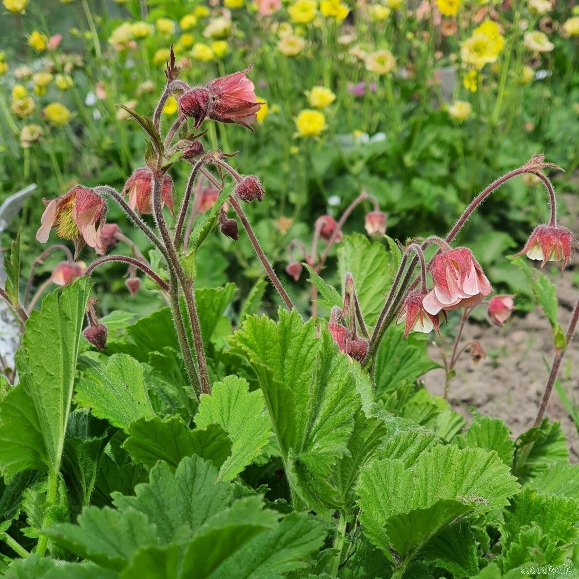 Žiognagė 'PINK FRILLS' 1