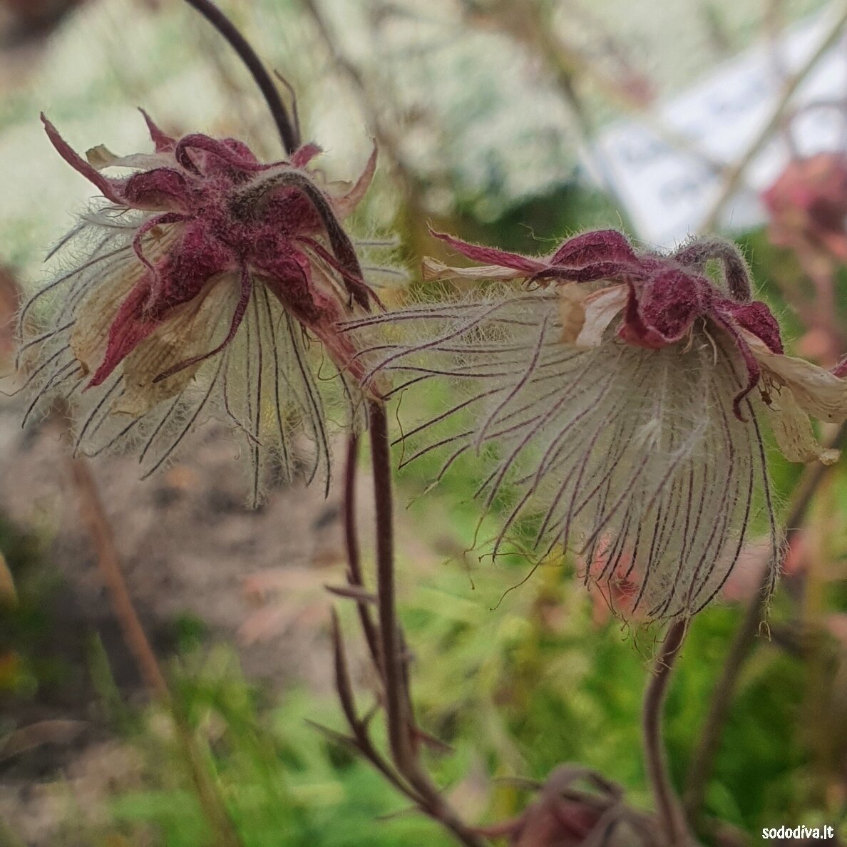 Žiognagė (Prairie Smoke) Žiognagė (Prairie Smoke)