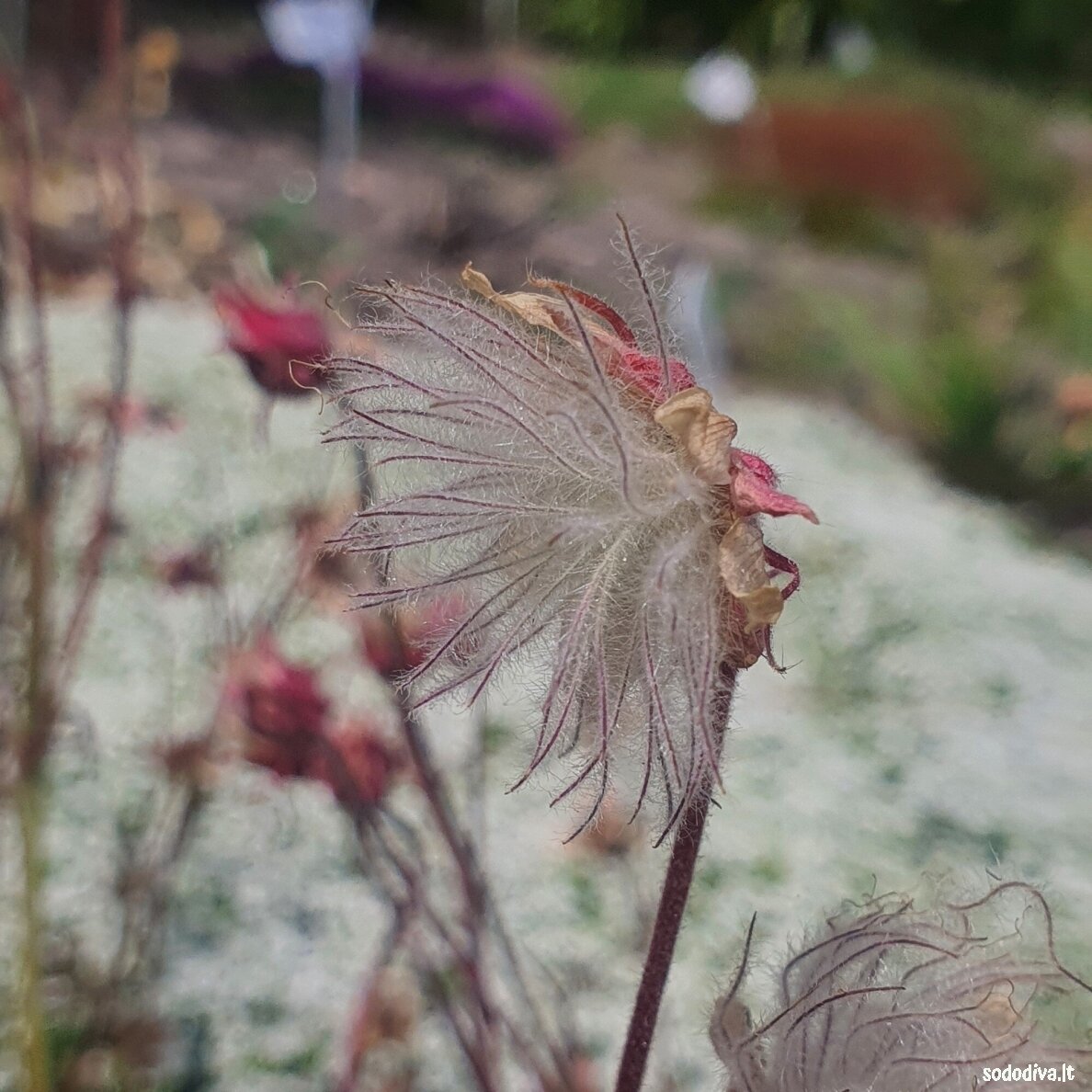 Žiognagė (Prairie Smoke) 3 Žiognagė (Prairie Smoke) 3