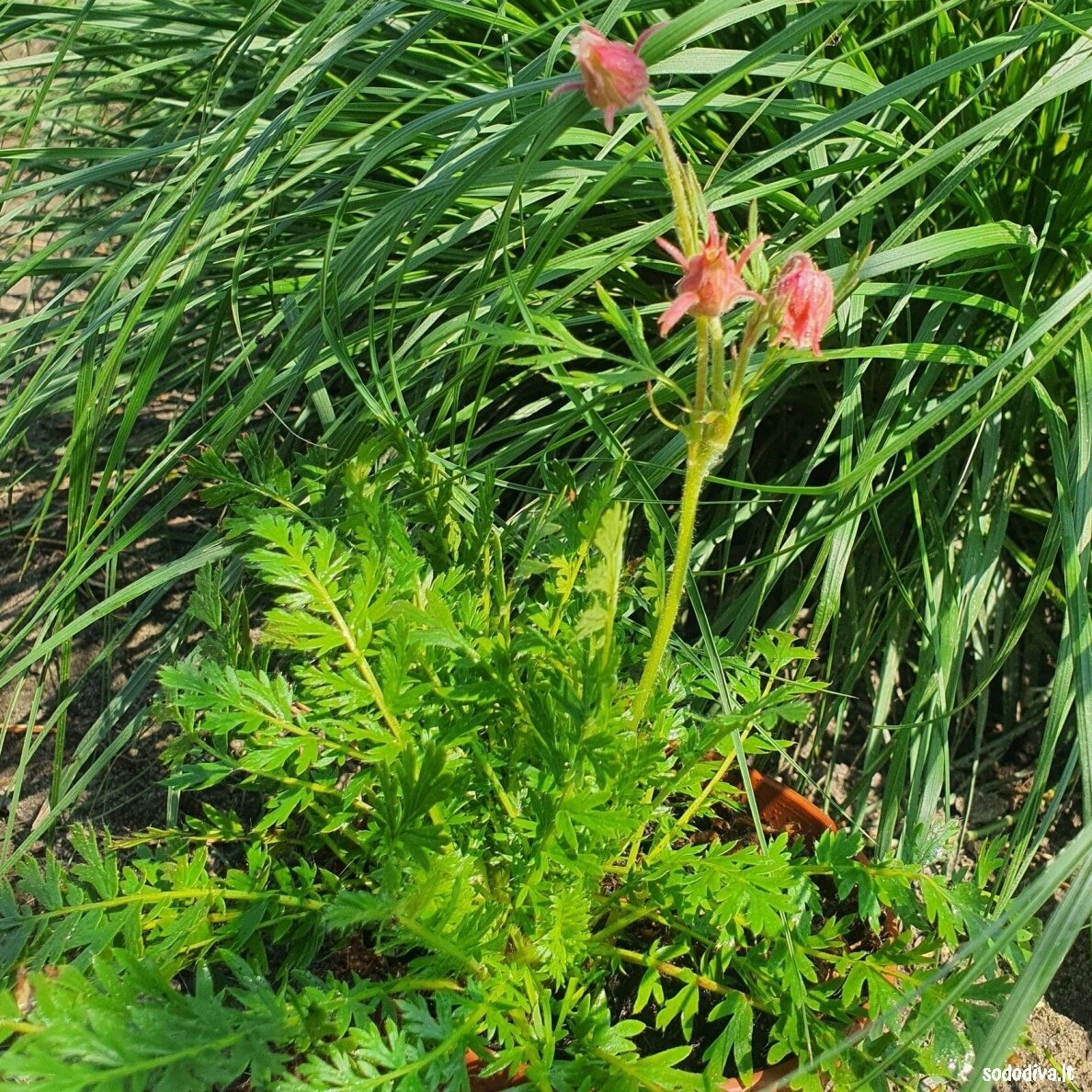Žiognagė (Prairie Smoke) 2 Žiognagė (Prairie Smoke) 2