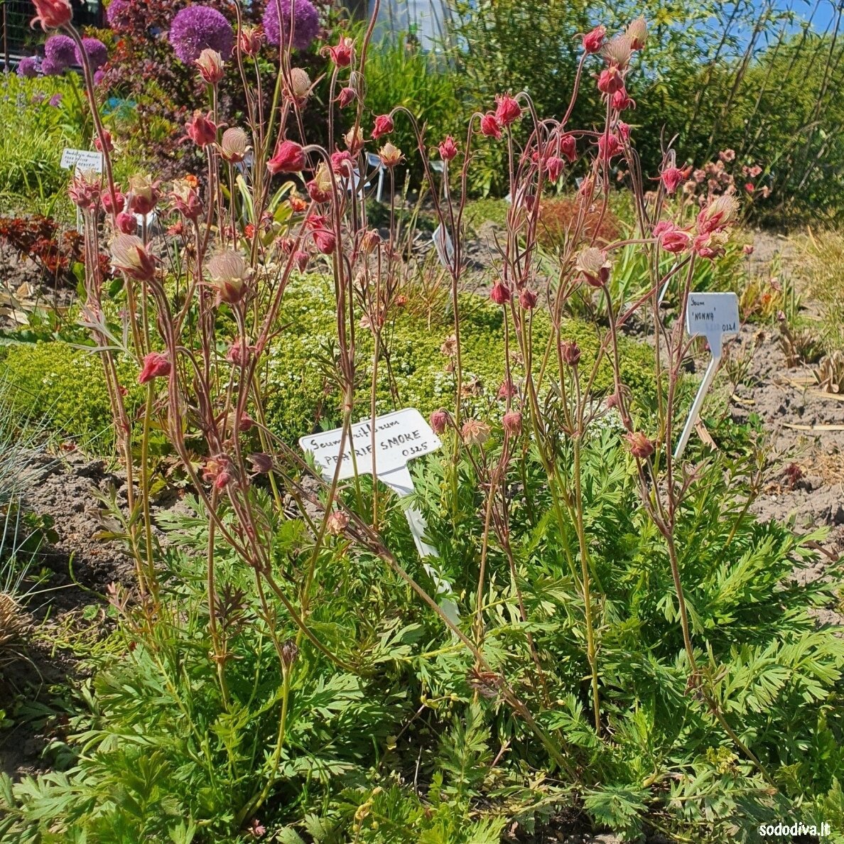 Žiognagė (Prairie Smoke) 4 Žiognagė (Prairie Smoke) 4