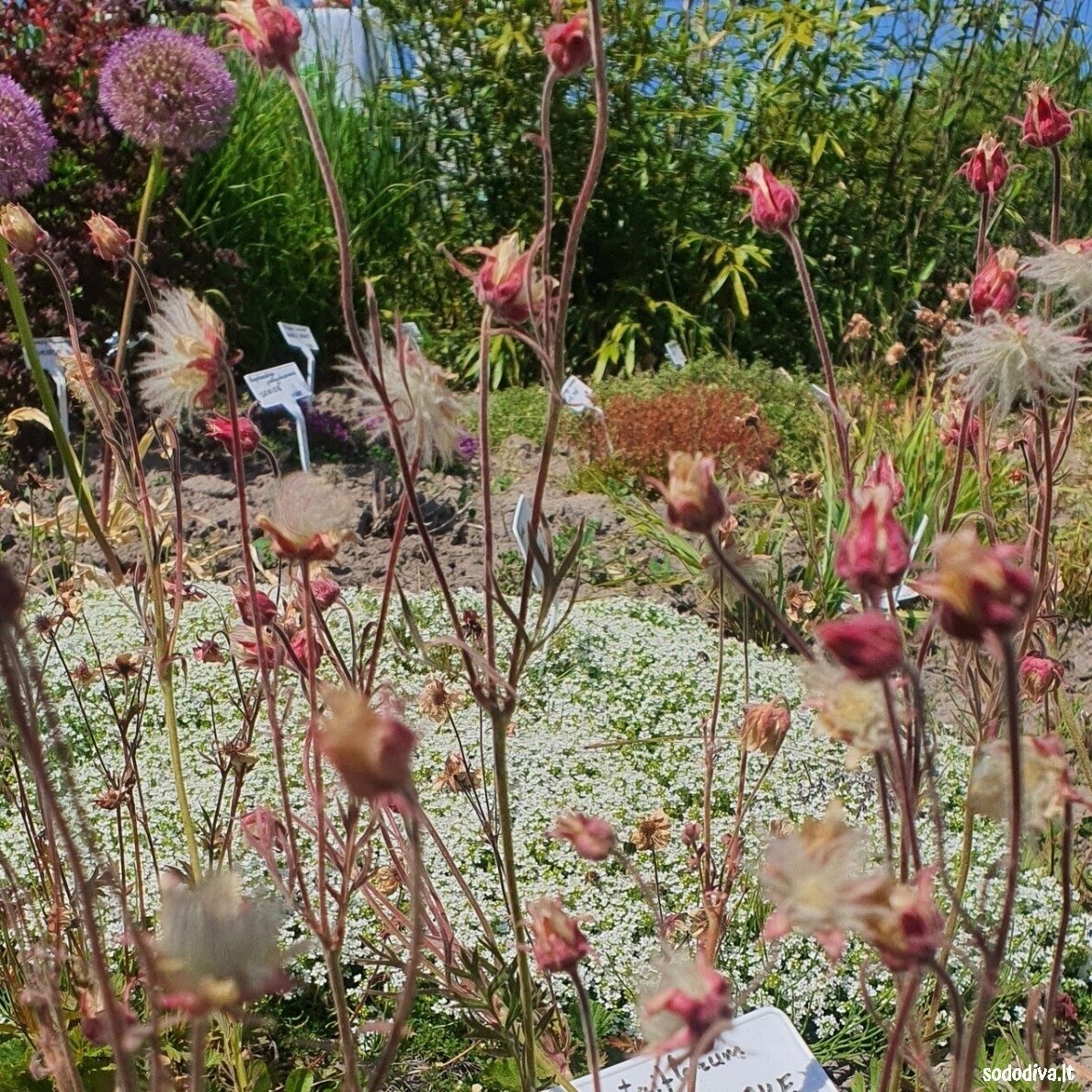 Žiognagė (Prairie Smoke) 5 Žiognagė (Prairie Smoke) 5