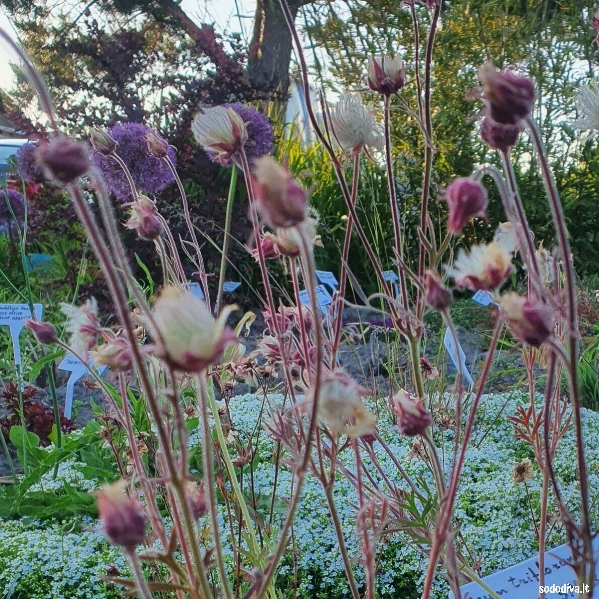 Žiognagė (Prairie Smoke) 1 Žiognagė (Prairie Smoke) 1