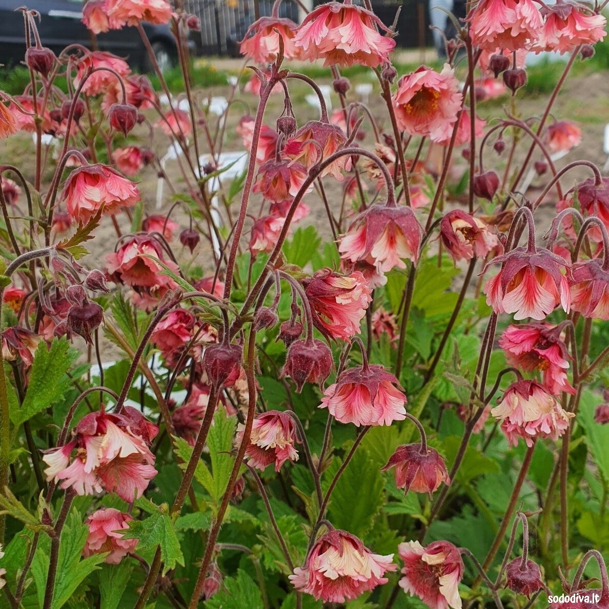 Žiognagė raudonoji 'PINK FLUFFY' 2